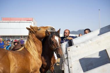 Fotos de la feria de ganado de San Fermín 2026