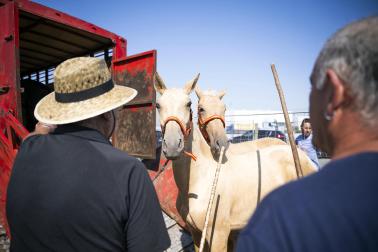 Fotos de la feria de ganado de San Fermín 2026