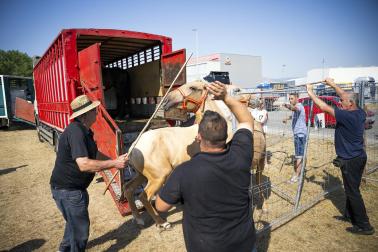 Fotos de la feria de ganado de San Fermín 2026
