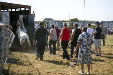 Fotos de la feria de ganado de San Fermín 2026