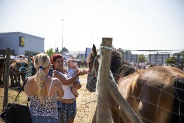 Fotos de la feria de ganado de San Fermín 2026