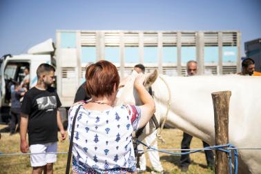 Fotos de la feria de ganado de San Fermín 2026