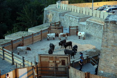 Los toros de Miura, antes de comenzar el séptimo encierro.