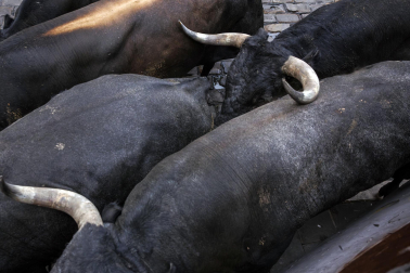 Fotos del séptimo encierro de San Fermín 2026 con toros de Miura en la curva de Mercaderes.