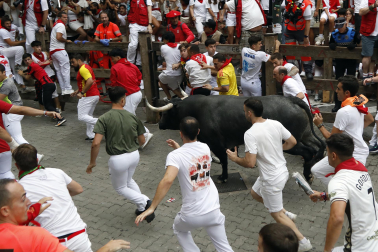 Fotos del séptimo encierro de San Fermín 2026 con toros de Miura en la curva de Telefónica.