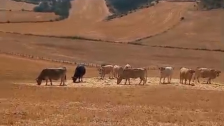 Julián Esquíroz (agricultor y ganadero navarro) explica las consecuencias del cambio climático en la alimentación de las vacas: "Esta es la desgracia del sector primario"
