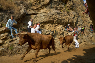 Fotos del primer encierro del Pilón de Falces 2026