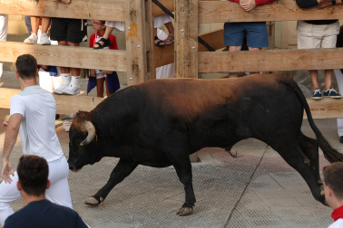 Fotos del sexto y último encierro de Tafalla 2026