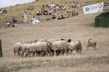 Fotos del certamen de perros pastor en Uharte Arakil