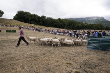 Fotos del certamen de perros pastor en Uharte Arakil