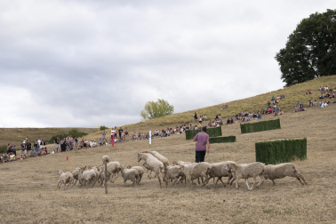 Fotos del certamen de perros pastor en Uharte Arakil