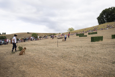 Fotos del certamen de perros pastor en Uharte Arakil