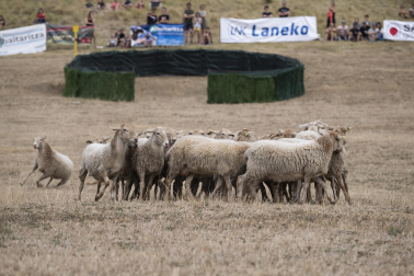 Fotos del certamen de perros pastor en Uharte Arakil