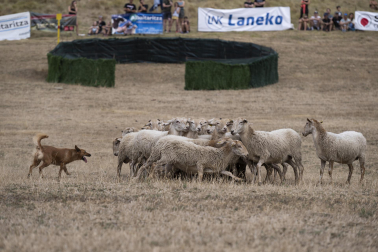 Fotos del certamen de perros pastor en Uharte Arakil