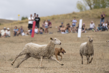Fotos del certamen de perros pastor en Uharte Arakil