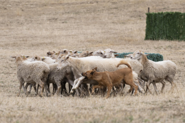 Fotos del certamen de perros pastor en Uharte Arakil
