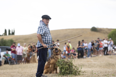 Fotos del certamen de perros pastor en Uharte Arakil