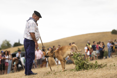Fotos del certamen de perros pastor en Uharte Arakil
