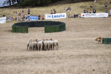 Fotos del certamen de perros pastor en Uharte Arakil