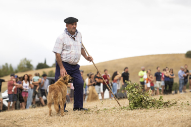 Fotos del certamen de perros pastor en Uharte Arakil