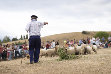 Fotos del certamen de perros pastor en Uharte Arakil