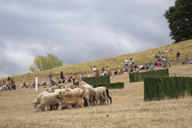 Fotos del certamen de perros pastor en Uharte Arakil