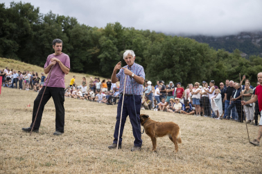 Fotos del certamen de perros pastor en Uharte Arakil