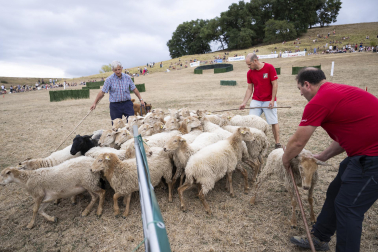 Fotos del certamen de perros pastor en Uharte Arakil