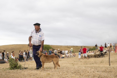 Fotos del certamen de perros pastor en Uharte Arakil