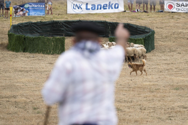 Fotos del certamen de perros pastor en Uharte Arakil