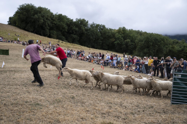 Fotos del certamen de perros pastor en Uharte Arakil