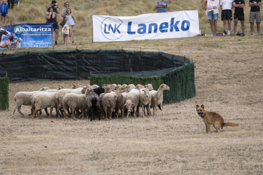 Fotos del certamen de perros pastor en Uharte Arakil
