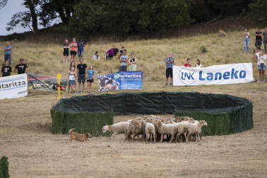 Fotos del certamen de perros pastor en Uharte Arakil