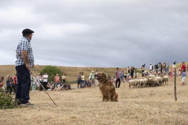 Fotos del certamen de perros pastor en Uharte Arakil