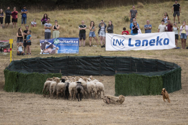 Fotos del certamen de perros pastor en Uharte Arakil