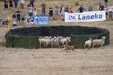 Fotos del certamen de perros pastor en Uharte Arakil