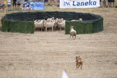 Fotos del certamen de perros pastor en Uharte Arakil