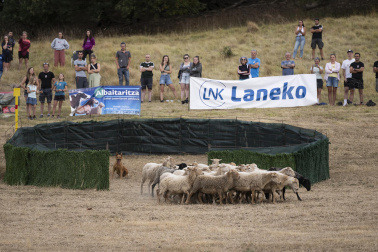 Fotos del certamen de perros pastor en Uharte Arakil