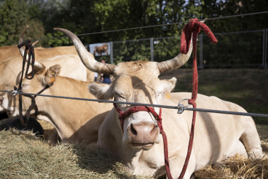 Fotos de los actos por el Privilegio de la Unión en Pamplona