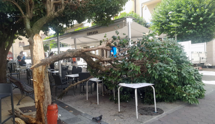 ARBOL ESTELLA