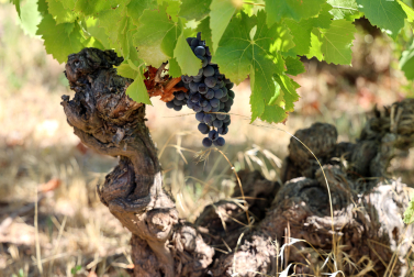 Imagen de una de las cenas centenarios del viñedo de Bodegas Alzania en lo que fue el señorío de Yániz, en Los Arcos