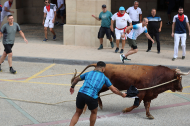 Toro ensogado en Lodosa