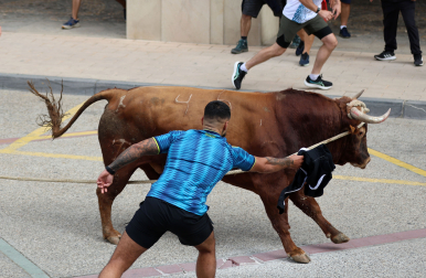 Toro ensogado en Lodosa