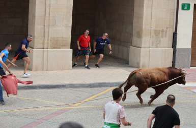 Toro ensogado en Lodosa