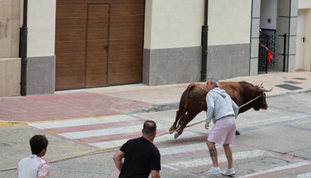 Toro ensogado en Lodosa