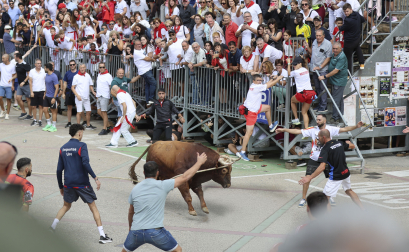 Toro ensogado en Lodosa