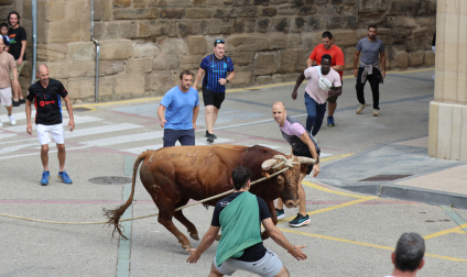 Toro ensogado en Lodosa