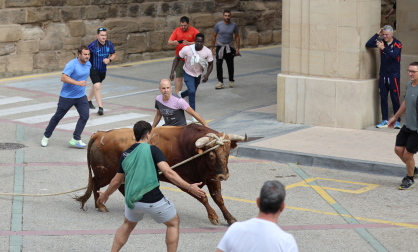 Toro ensogado en Lodosa