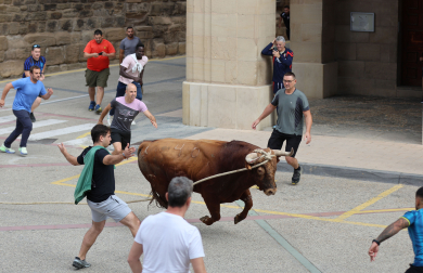 Toro ensogado en Lodosa