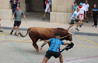 Toro ensogado en Lodosa